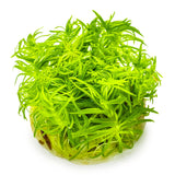 Tropica 053F Tissue Culture - Pogostemon Deccanensis in vibrant green, ideal for aquarium backgrounds.