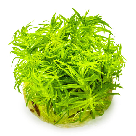 Tropica 053F Tissue Culture - Pogostemon Deccanensis in vibrant green, ideal for aquarium backgrounds.