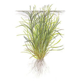 Tropica 057 Tissue Culture - Blyxa japonica aquatic plant illustration with roots and grass-like leaves.