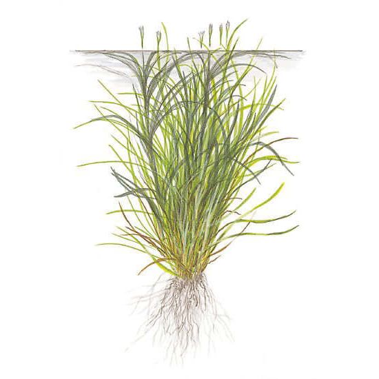 Tropica 057 Tissue Culture - Blyxa japonica aquatic plant illustration with roots and grass-like leaves.