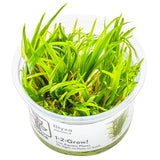 Tropica 057 Tissue Culture - Blyxa japonica in a clear container with lush green foliage.