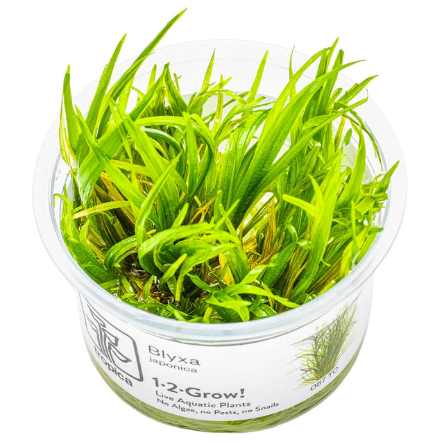 Tropica 057 Tissue Culture - Blyxa japonica in a clear container with lush green foliage.