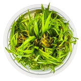 Tropica 057 Tissue Culture - Blyxa japonica in a clear container with lush green foliage.