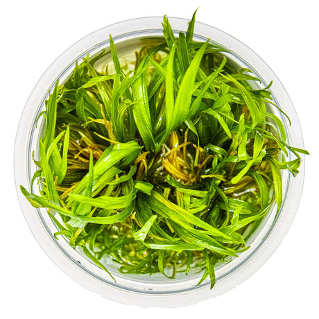 Tropica 057 Tissue Culture - Blyxa japonica in a clear container with lush green foliage.