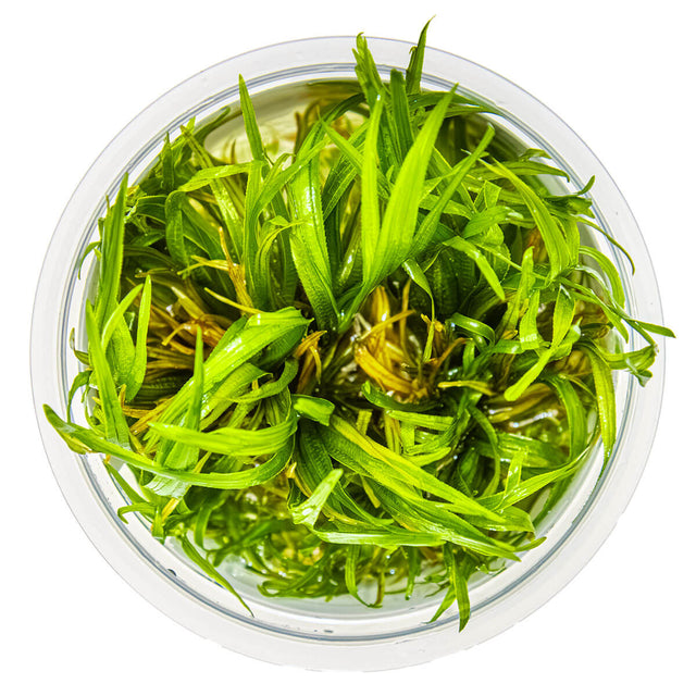 Tropica 057 Tissue Culture - Blyxa japonica in a clear container with lush green foliage.