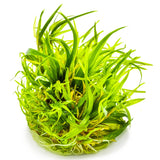 Tropica 057 Tissue Culture - Blyxa japonica plant with bright green grass-like leaves for aquariums.