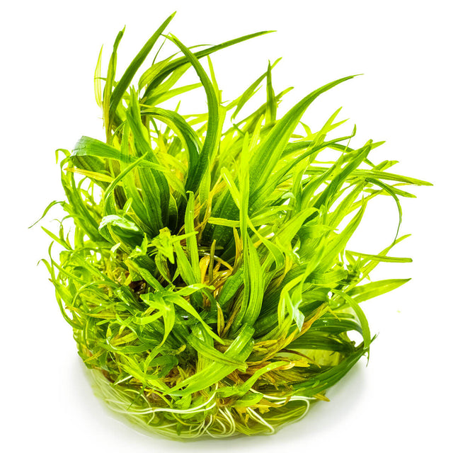 Tropica 057 Tissue Culture - Blyxa japonica plant with bright green grass-like leaves for aquariums.