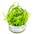 Tropica 067A Tissue Culture - Helanthium Tenellum Green aquatic plant in clear container for aquariums.