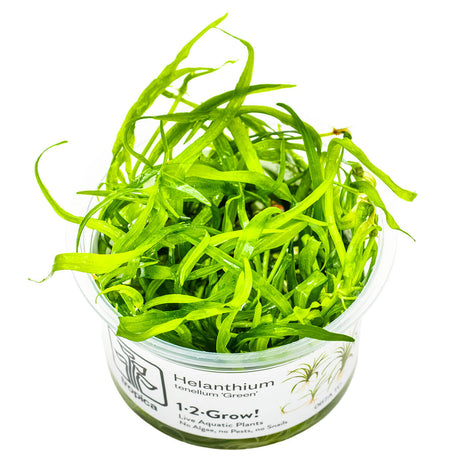 Tropica 067A Tissue Culture - Helanthium Tenellum Green aquatic plant in clear container for aquariums.