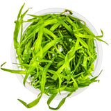 Tropica 067A Tissue Culture - Helanthium Tenellum Green plant in a clear container, showcasing vibrant green foliage.