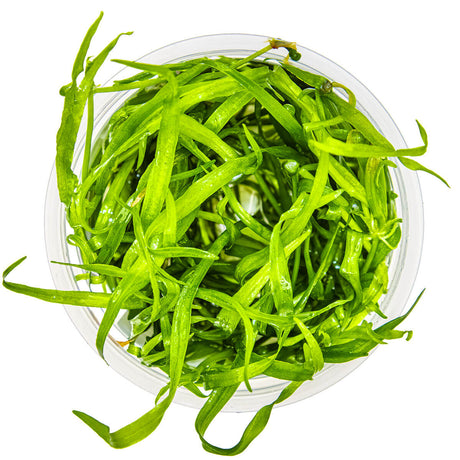 Tropica 067A Tissue Culture - Helanthium Tenellum Green plant in a clear container, showcasing vibrant green foliage.