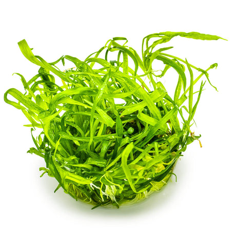 Tropica 067A Tissue Culture - Helanthium Tenellum Green in a vibrant green color, ideal for aquariums.