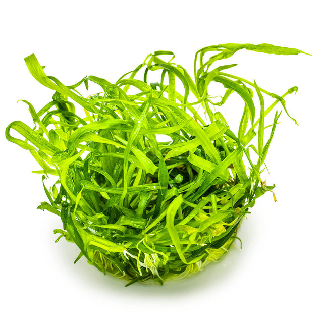 Tropica 067A Tissue Culture - Helanthium Tenellum Green in a vibrant green color, ideal for aquariums.