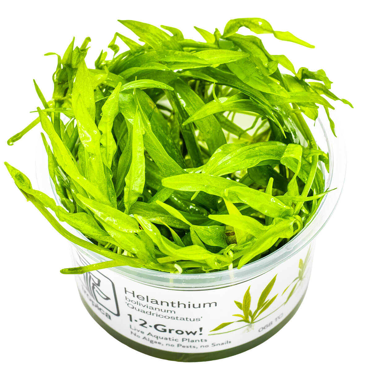 Tropica 068 Tissue Culture - Helanthium Bolivianum Quadricostatus in clear container with vibrant green leaves.