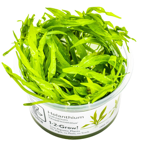 Tropica 068 Tissue Culture - Helanthium Bolivianum Quadricostatus in clear container with vibrant green leaves.