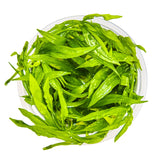 Tropica 068 Tissue Culture - Helanthium Bolivianum Quadricostatus light-green leaves in a round container.