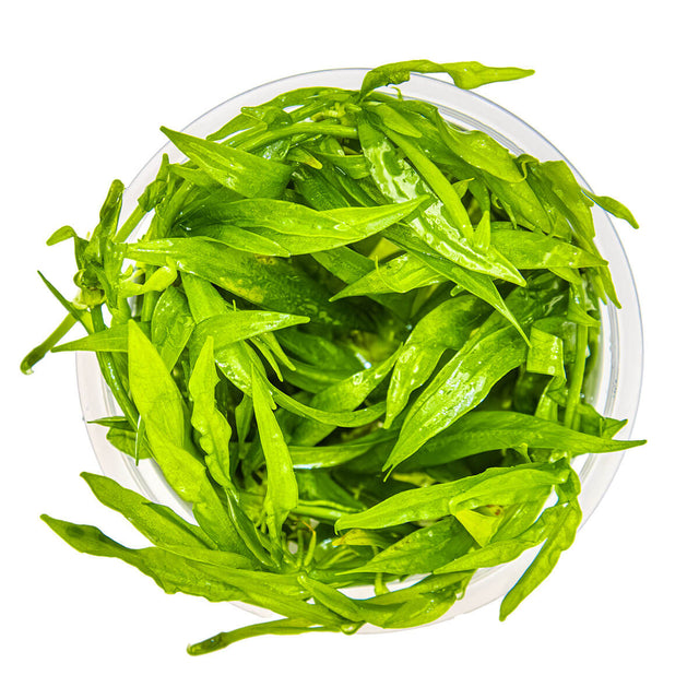 Tropica 068 Tissue Culture - Helanthium Bolivianum Quadricostatus light-green leaves in a round container.