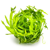 Tropica 068 Tissue Culture - Helanthium Bolivianum Quadricostatus light-green aquarium plant leaves