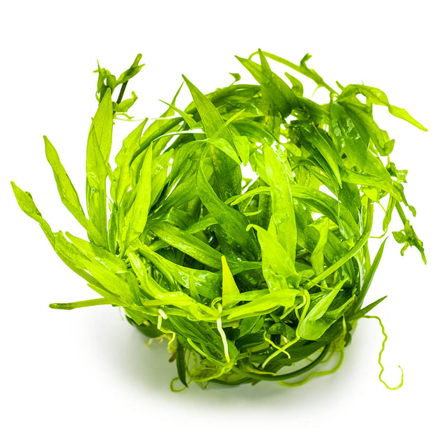 Tropica 068 Tissue Culture - Helanthium Bolivianum Quadricostatus light-green aquarium plant leaves