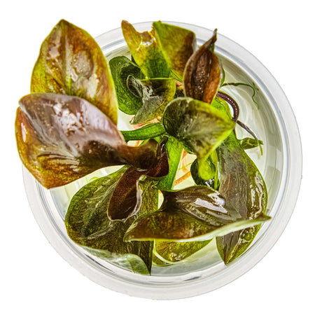 Tropica 072D Tissue Culture - Echinodorus Reni plant in clear cup showcasing reddish-brown leaves.