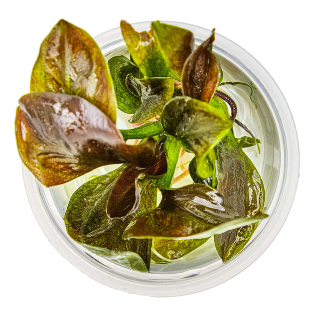 Tropica 072D Tissue Culture - Echinodorus Reni plant in clear cup showcasing reddish-brown leaves.