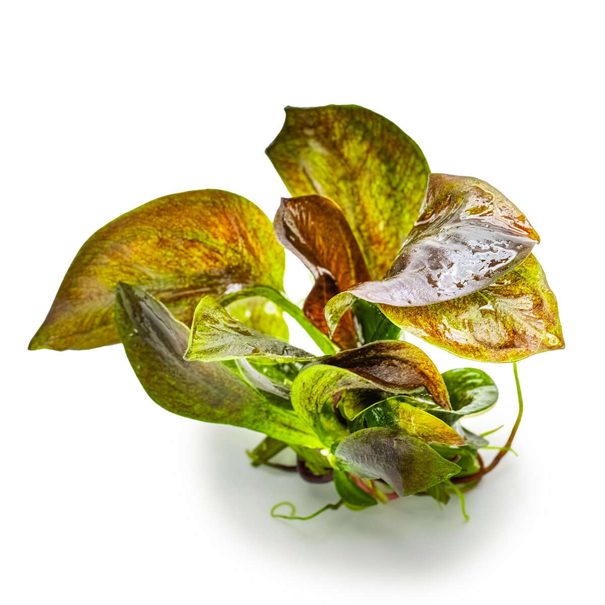 Tropica 072D Tissue Culture - Echinodorus Reni aquarium plant with reddish-brown leaves in tissue culture cup.