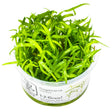 Tropica 079 Tissue Culture -Sagittaria subulata aquarium plant in tissue culture cup, ideal for aquascaping.