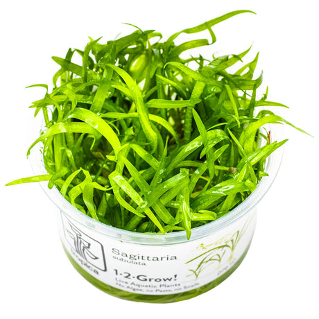 Tropica 079 Tissue Culture -Sagittaria subulata aquarium plant in tissue culture cup, ideal for aquascaping.