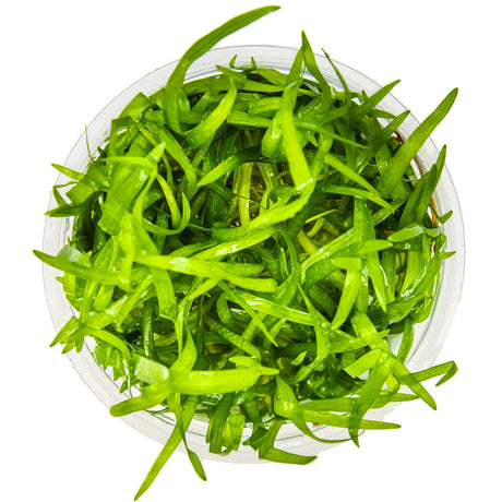 Tropica 079 Tissue Culture -Sagittaria subulata aquarium plant in tissue culture cup, featuring lush green foliage.