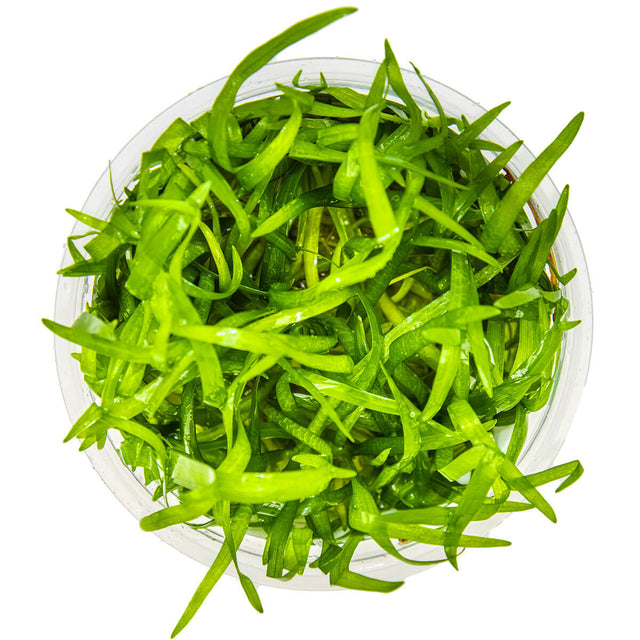 Tropica 079 Tissue Culture -Sagittaria subulata aquarium plant in tissue culture cup, featuring lush green foliage.