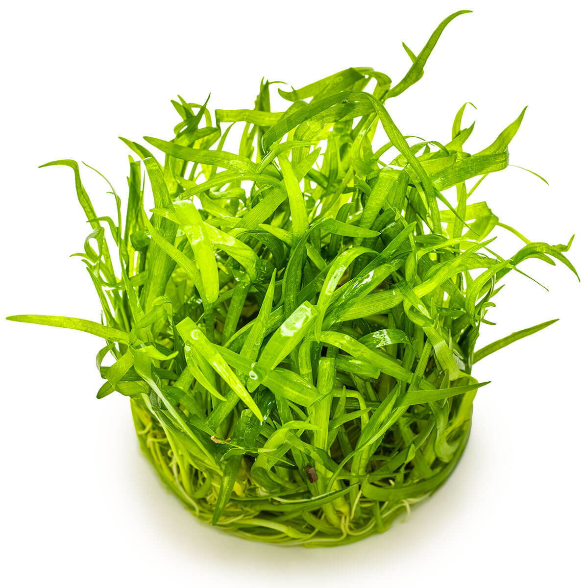 Tropica 079 Tissue Culture -Sagittaria subulata aquarium plant in tissue culture cup.