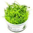 Tropica 091 Tissue Culture - Eriocaulon cinereum live aquarium plant in tissue culture cup.