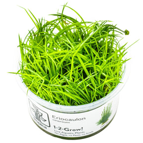Tropica 091 Tissue Culture - Eriocaulon cinereum live aquarium plant in tissue culture cup.