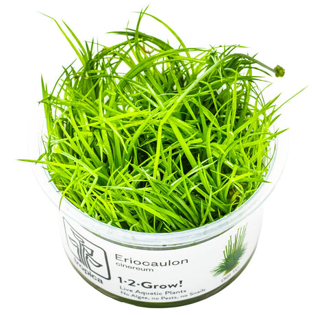 Tropica 091 Tissue Culture - Eriocaulon cinereum live aquarium plant in tissue culture cup.