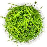Tropica 091 Tissue Culture - Eriocaulon cinereum aquarium plant in tissue culture cup with narrow green leaves.