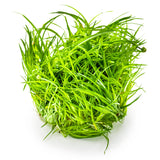 Tropica 091 Tissue Culture - Eriocaulon cinereum aquarium plant in tissue culture cup.