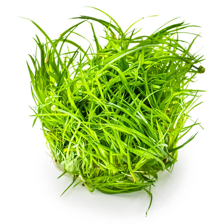 Tropica 091 Tissue Culture - Eriocaulon cinereum aquarium plant in tissue culture cup.