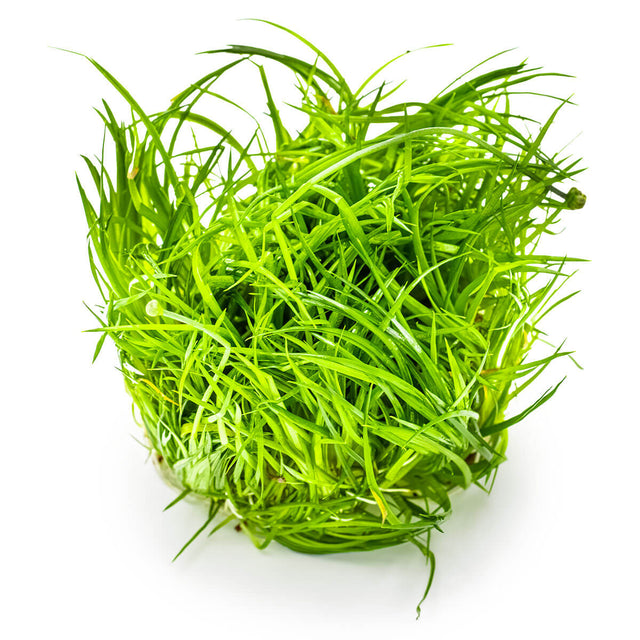 Tropica 091 Tissue Culture - Eriocaulon cinereum aquarium plant in tissue culture cup.