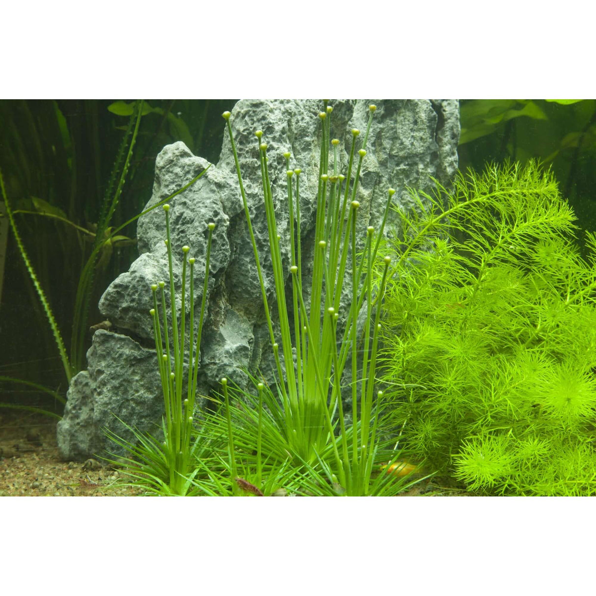 Tropica 091 Tissue Culture - Eriocaulon cinereum aquarium plant with narrow leaves and rocks in the background.