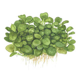 Tropica 101B TC Tissue Culture - Anubias Barteri Mini Coin LIMITED EDITION with small green leaves.