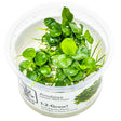 Tropica 101B TC Tissue Culture - Anubias Barteri Mini Coin LIMITED EDITION in clear cup with aquatic plants.