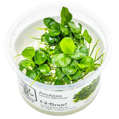 Tropica 101B TC Tissue Culture - Anubias Barteri Mini Coin LIMITED EDITION in clear cup with aquatic plants.