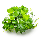 Tropica 101B TC Tissue Culture - Anubias Barteri Mini Coin LIMITED EDITION aquatic plant with vibrant green leaves.