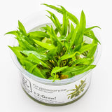 Tropica 109 Tissue Culture - Cryptocoryne wendtii Green in a clear cup showing vibrant green leaves.