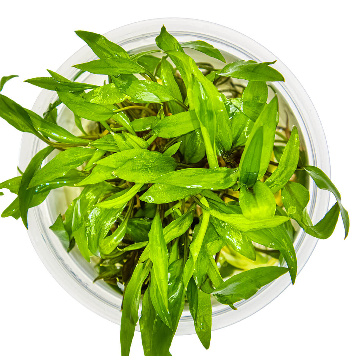 Tropica 109 Tissue Culture - Cryptocoryne wendtii Green aquarium plant in tissue culture cup.
