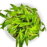 Tropica 109 Tissue Culture - Cryptocoryne wendtii Green aquarium plant in tissue culture cup.