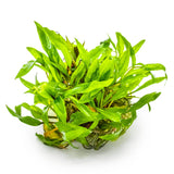 Tropica 109 Tissue Culture - Cryptocoryne wendtii Green aquarium plant with vibrant green leaves in a closed cup.