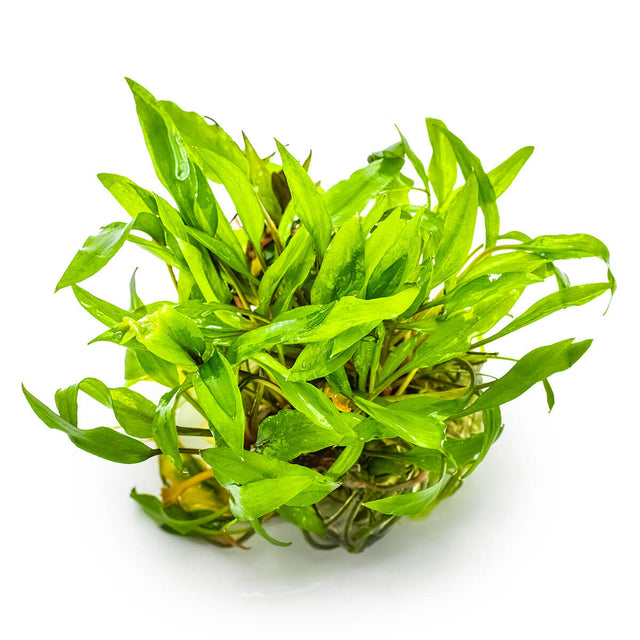 Tropica 109 Tissue Culture - Cryptocoryne wendtii Green aquarium plant with vibrant green leaves in a closed cup.