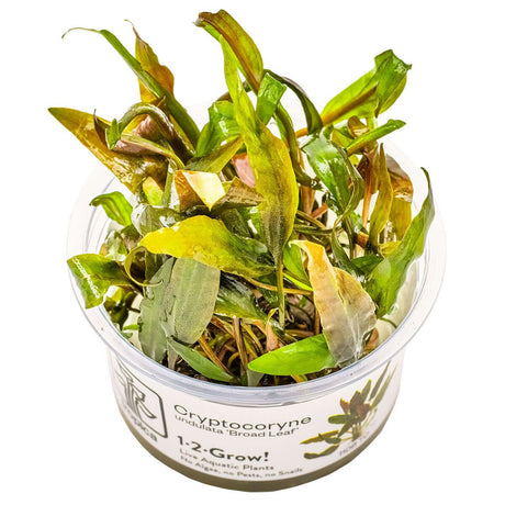 Tropica 110B Tissue Culture - Cryptocoryne undulatus Red in a clear cup, showcasing its broad leaf variety for aquariums.
