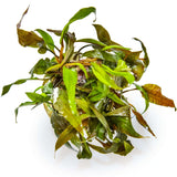 Tropica 110B Tissue Culture - Cryptocoryne undulatus Red aquarium plant in tissue culture cup.
